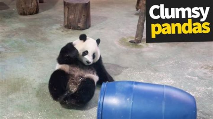 Why pandas are so clumsy?