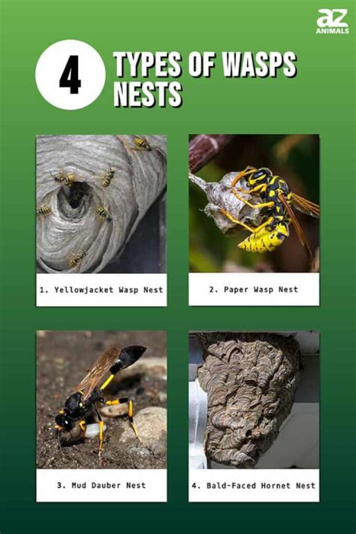Why would wasps abandon their nests?