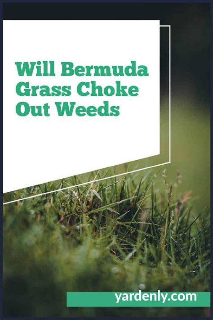 Will grass choke out weeds?